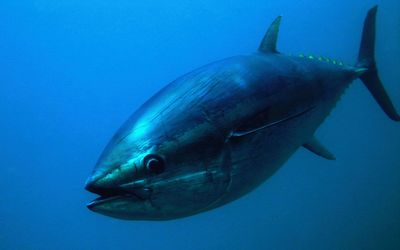 Bluefin_tuna